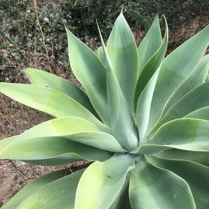 Agave Fox Tail / Agave Attenuata image 1