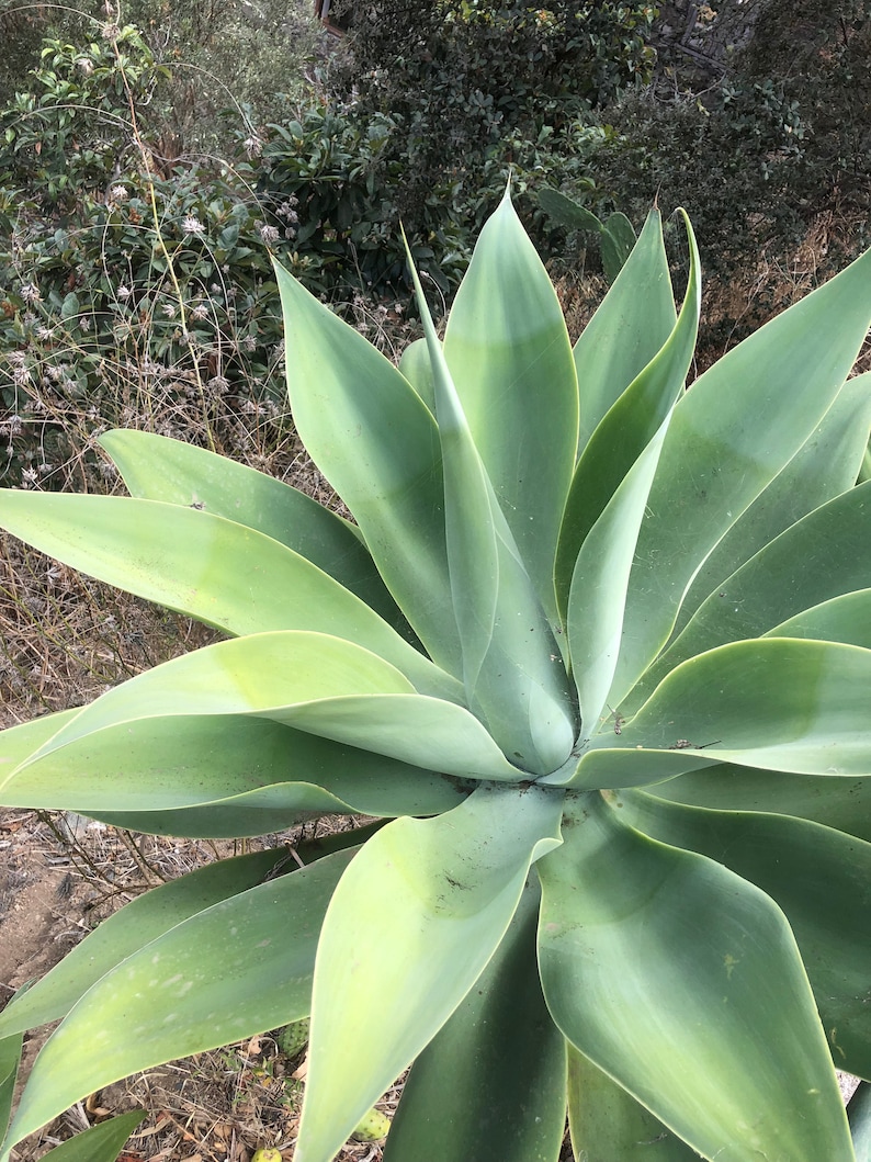 Agave Fox Tail / Agave Attenuata image 1