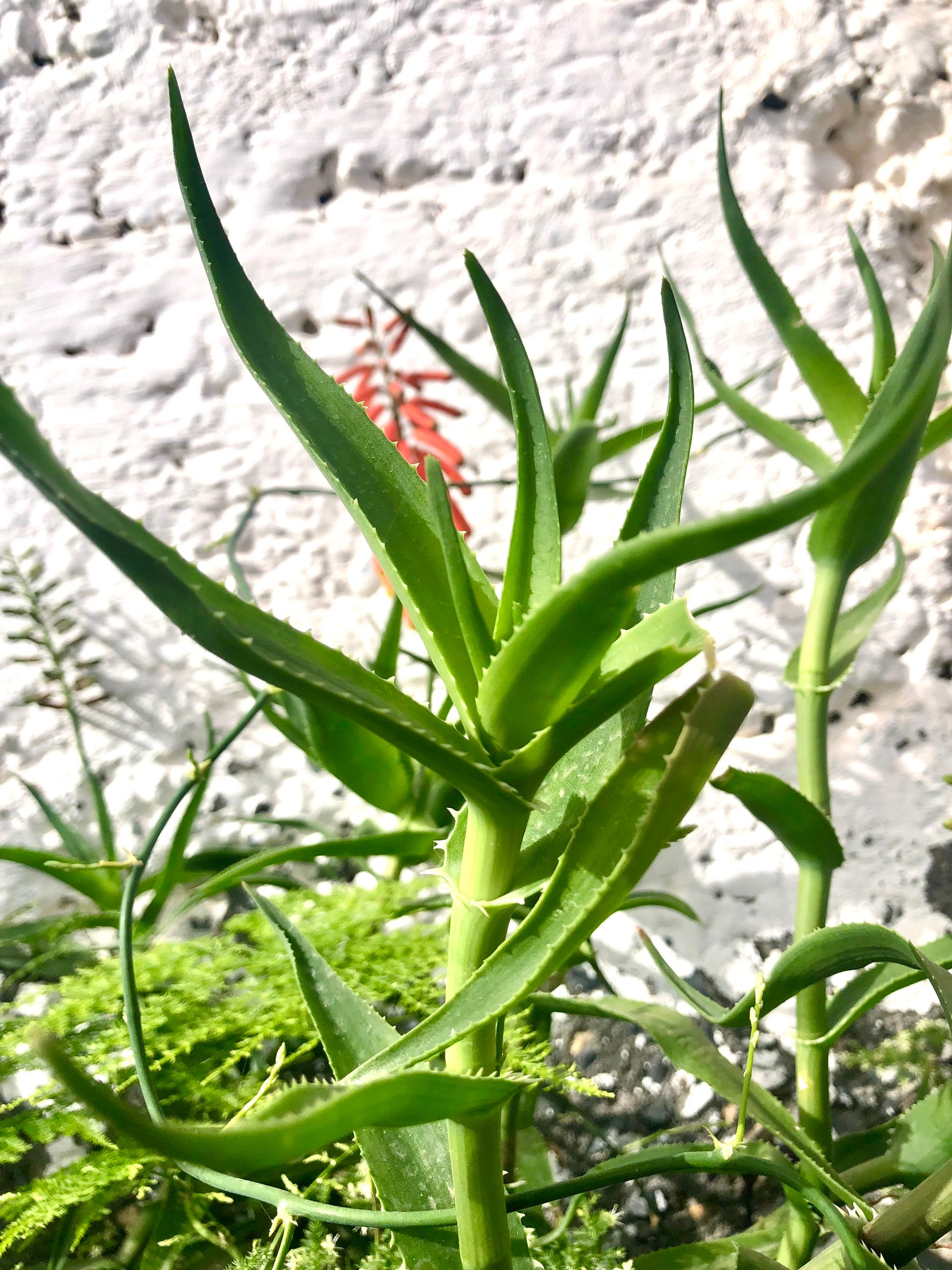 dormeo topper aloe vera Aloe Vera Topper main image 0