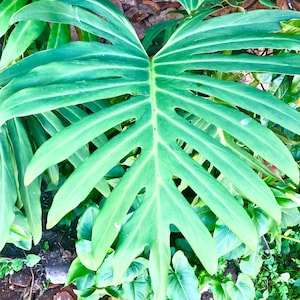 Thaumatophyllum bipinnatifidum selloum (also known as Philodendron bipinnatifidum and Philodendron selloanum) variegated 3 sizes