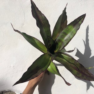 Callisia Fragrans / mandplant / kettingplant / inchplan