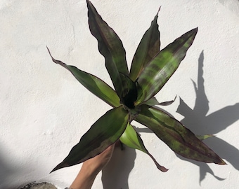 その他観葉植物 Scindapsus Yupa Scindapsus yupa