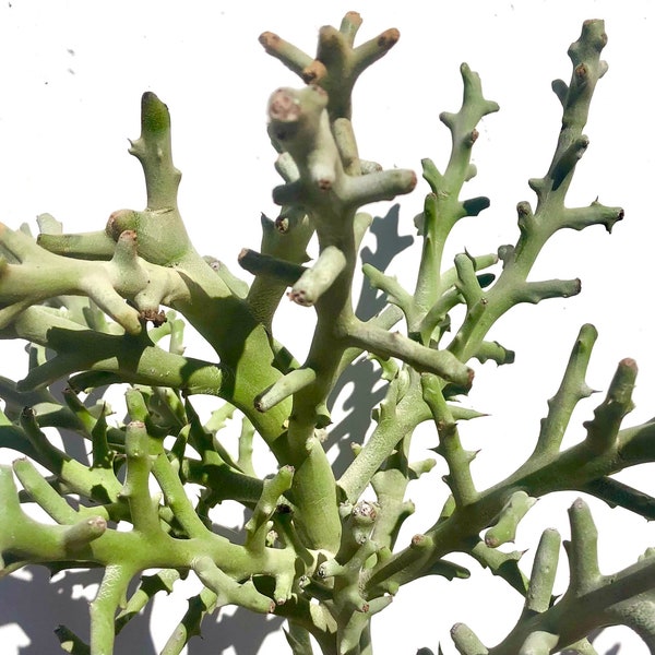 Euphorbia stenoclada Baill. Silver thicket