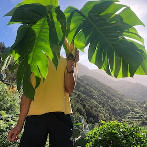 Gigantische Hawaiiaanse pothos