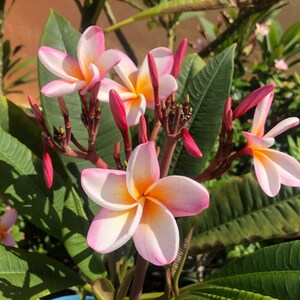 Frangipani plumeria cuttings white yellow or pink image 1