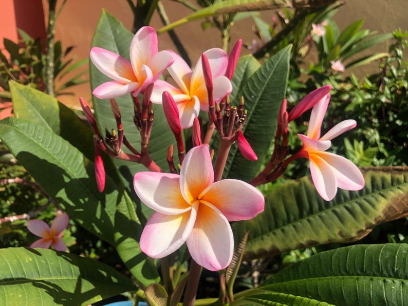 Frangipani plumeria cuttings white yellow or pink image 1