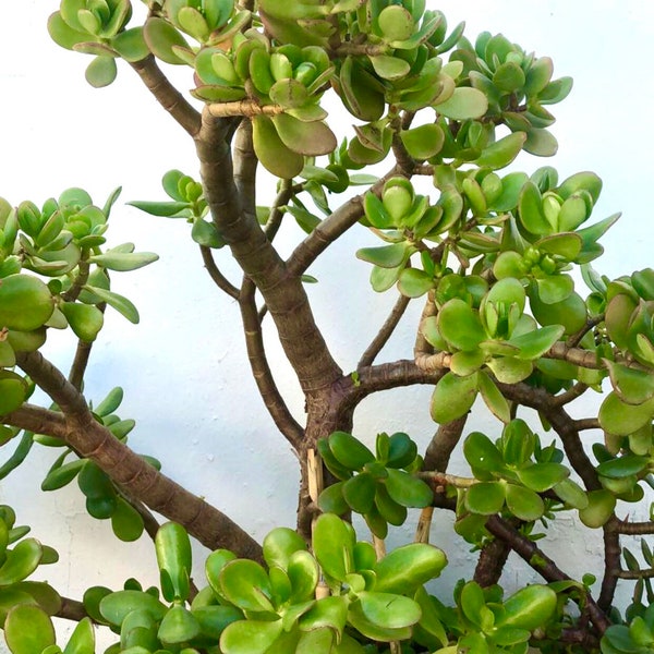 Jade Plant / Money Plant / Lucky Plant - Crassula ovata cuttings various sizes