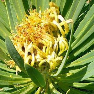 Kleinia neriifolia / Kanariefågel / Verode / tidigare Senecio Klienia sticklingar 20 cm /10”