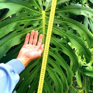 Monstera borsigiana XXL wetsick own a GIANT Very Rare rooted 60cm / 2Ft