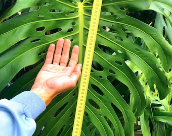 Monstera Borsigiana XXL Wetsick Own a GIANT Very Rare Rooted 60cm / 2ft -  Etsy Israel