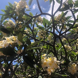 Frangipani plumeria cuttings white yellow or pink image 3