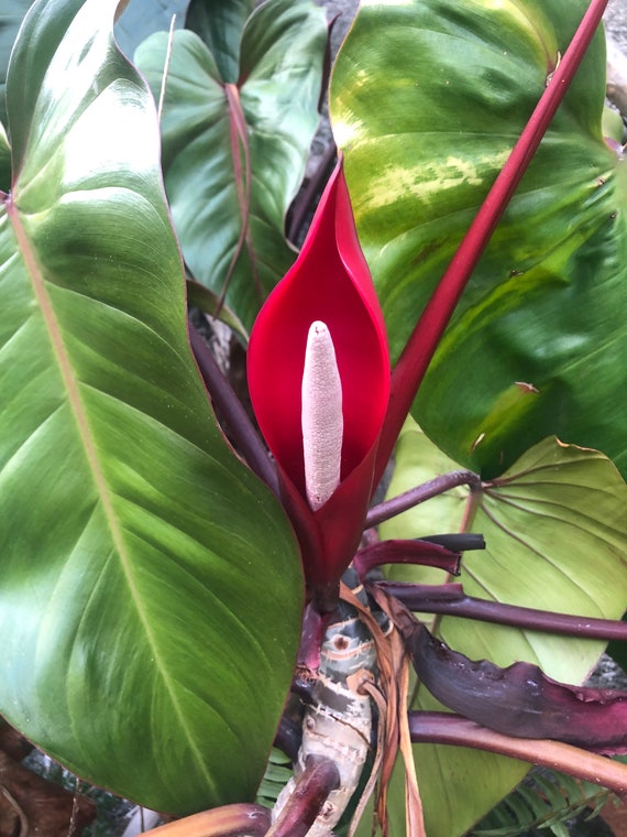 monstera substrat kaufen Monstera Erde