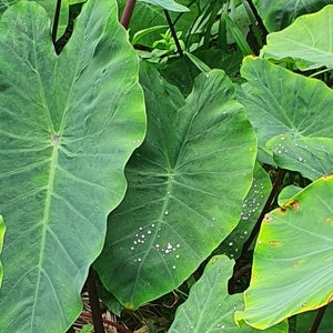 Op de afbeelding: Close-up van grote, groene bladeren met een getextureerd oppervlak en kleine, witte waterdruppels. De bladeren zijn in een cluster gerangschikt, met enkele overlappende bladeren.