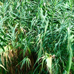 Puede incluir: Un primer plano de un denso grupo de juncos verdes que crecen en un entorno natural. Los juncos son altos y delgados, con hojas largas y estrechas. Las hojas son de un color verde vibrante y están dispuestas en un patrón denso y superpuesto.
