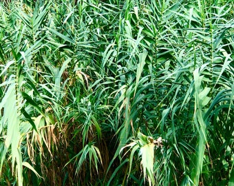 Arundo donax, jonc géant, herbe à éléphant, carrizo, arundo, jonc espagnol, roseau du Colorado, jonc sauvage, roseau géant.