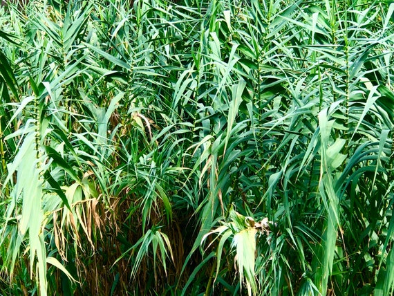 Giant reed cheap