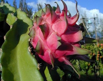 Self fertile (self pollinating) Thomson Pitaya Dragon Fruit cuttings 25cm / 10” (hylocereus undatus)