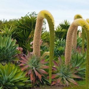 Agave Fox Tail / Agave Attenuata image 3