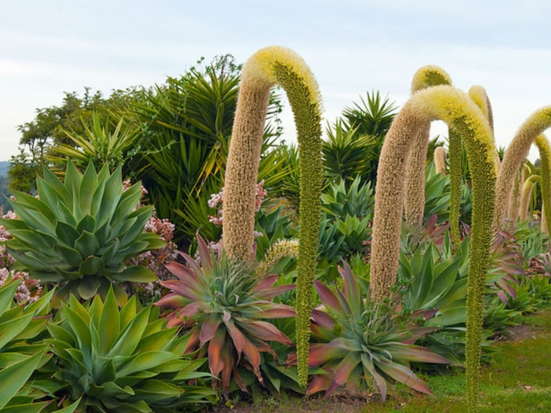 Agave Fox Tail / Agave Attenuata image 3