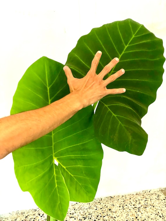 Cultiva Hojas Gigantes Tropicales: 5 Semillas De Taro Gigante (Alocasia Macrorrhiza). Exotismo En Tu Jardín.