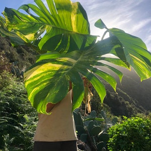 Puede incluir: Una persona sosteniendo una gran hoja verde y amarilla variegada frente a su cara. La hoja está bloqueando parcialmente la cara de la persona y el fondo es una ladera verde y exuberante.