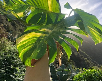 May include: A person holding a large, green and yellow variegated leaf in front of their face. The leaf is partially blocking the person's face and the background is a lush green hillside.