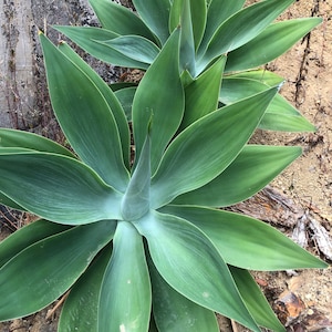Agave Fox Tail / Agave Attenuata image 2