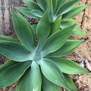 Peut inclure: Gros plan sur une plante d'agave verte avec de longues feuilles pointues. La plante pousse dans un environnement rocheux et sec.