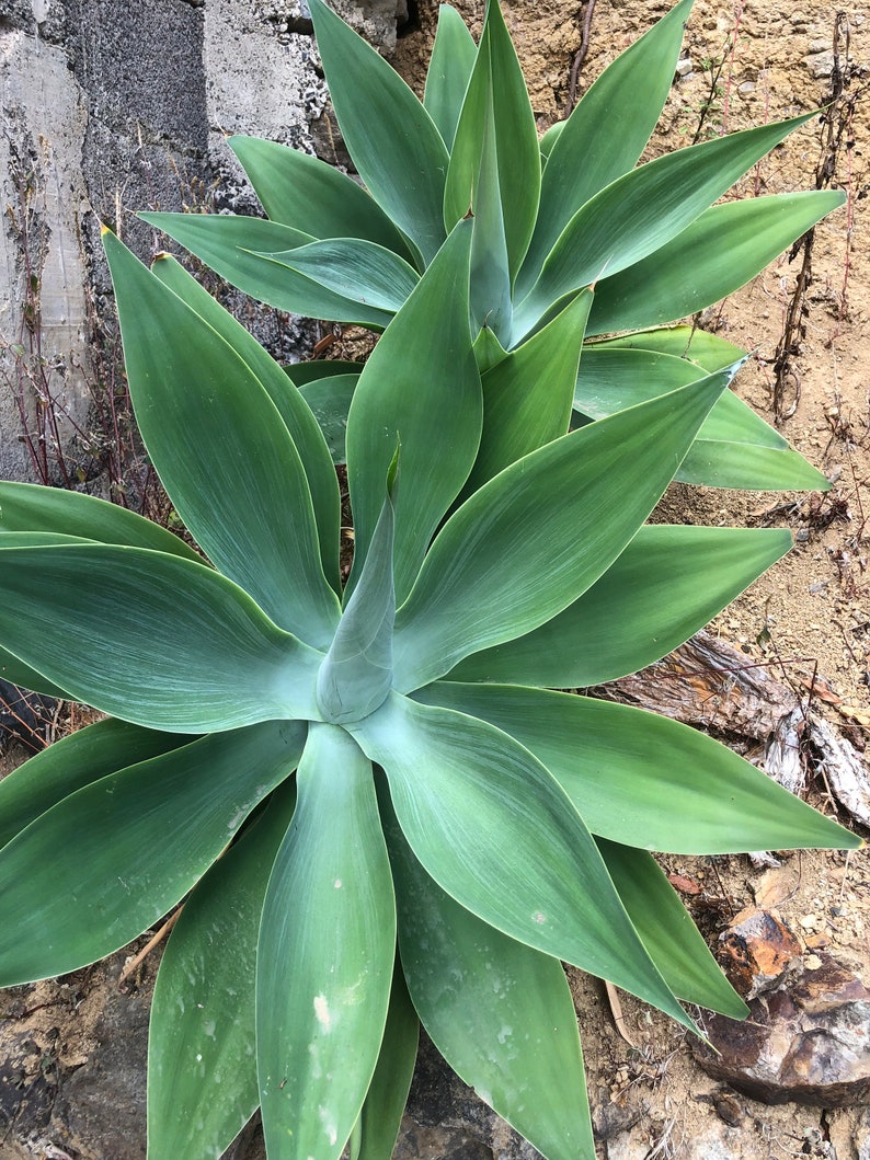 Agave Fox Tail / Agave Attenuata image 2