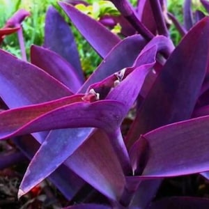 Setcreasea pallida &#39;Purple Heart&#39;  Tradescantia pallida ‘Purpurea’ Succulent cuttings x 3