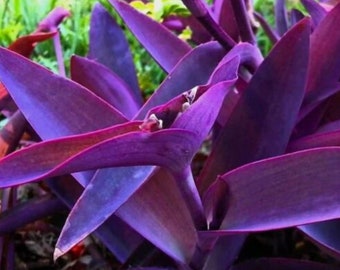 Setcreasea pallida 'Purple Heart'  Tradescantia pallida ‘Purpurea’ Succulent cuttings x 3