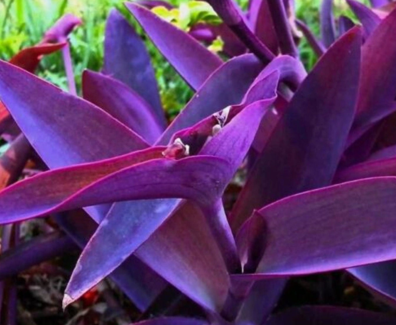 Setcreasea pallida 'Purple Heart'、Tradescantia pallida 'Purpurea