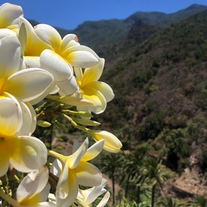 Frangipani plumeria cuttings white yellow or pink image 4