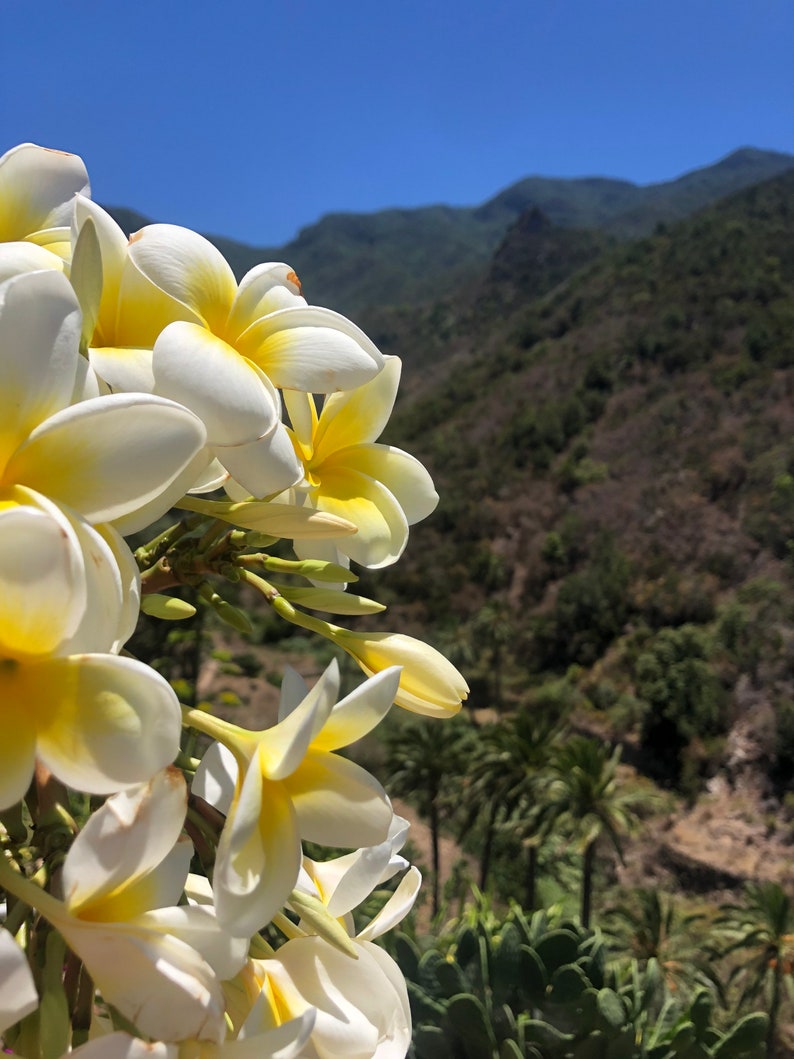 Frangipani plumeria cuttings white yellow or pink image 4