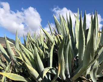 Giant Agave Century Plant / Agave Americana