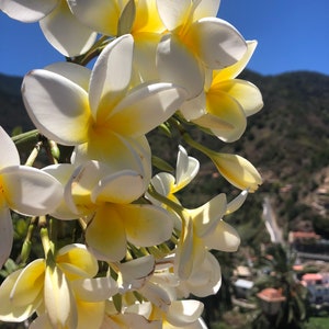 Frangipani plumeria cuttings white yellow or pink image 2