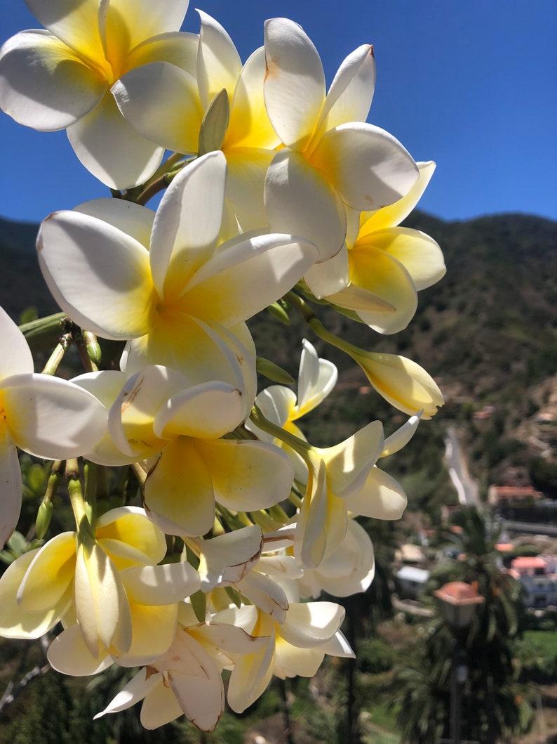 Frangipani plumeria cuttings white yellow or pink image 2