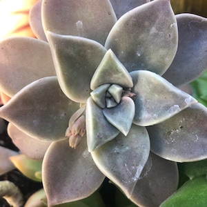 Puede incluir: Primer plano de una planta suculenta con hojas carnosas de color gris verdoso dispuestas en forma de roseta. Las hojas tienen una superficie ligeramente texturizada y son puntiagudas en las puntas. La planta está en flor, con pequeñas flores rosadas que emergen del centro de la roseta.