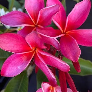 Op de afbeelding: Close-up van levendige roze plumeria bloemen met rode en witte accenten. De bloemblaadjes zijn sierlijk gerangschikt en tonen een kleurengradiënt. Groene bladeren zorgen voor een natuurlijke achtergrond. De afbeelding legt de schoonheid van tropische flora vast.