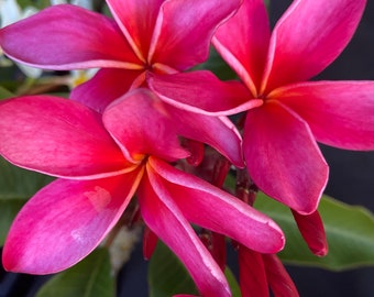 Talee di plumeria frangipani bianco/giallo; rosa/bianco; rosso himalayano