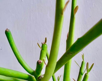 Euphorbia tirucalli / Pencil Tree 25-30cm tall cutting.