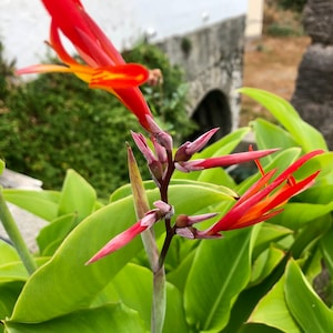 Op de afbeelding: Een close-up van een rode canna-lelie met groene bladeren. De bloem bloeit en heeft een helderrode kleur. De bladeren zijn groen en hebben een gladde textuur.