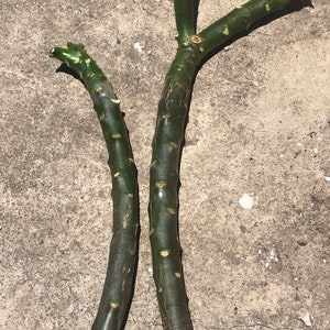 Frangipani plumeria cuttings white yellow or pink image 5