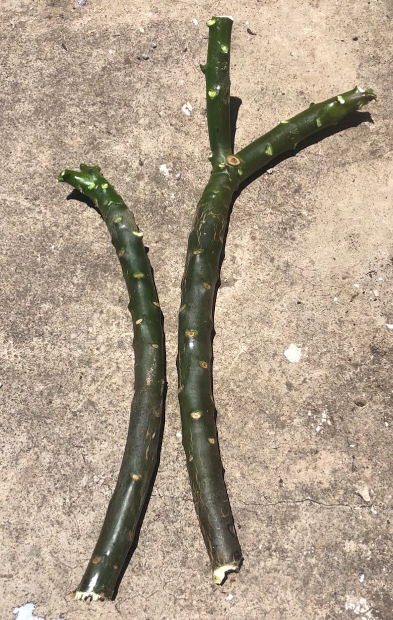 Frangipani plumeria cuttings white yellow or pink image 5