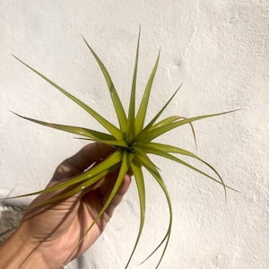 Air Plant Tillandsia Aeranthos x Bergeri. small image 3