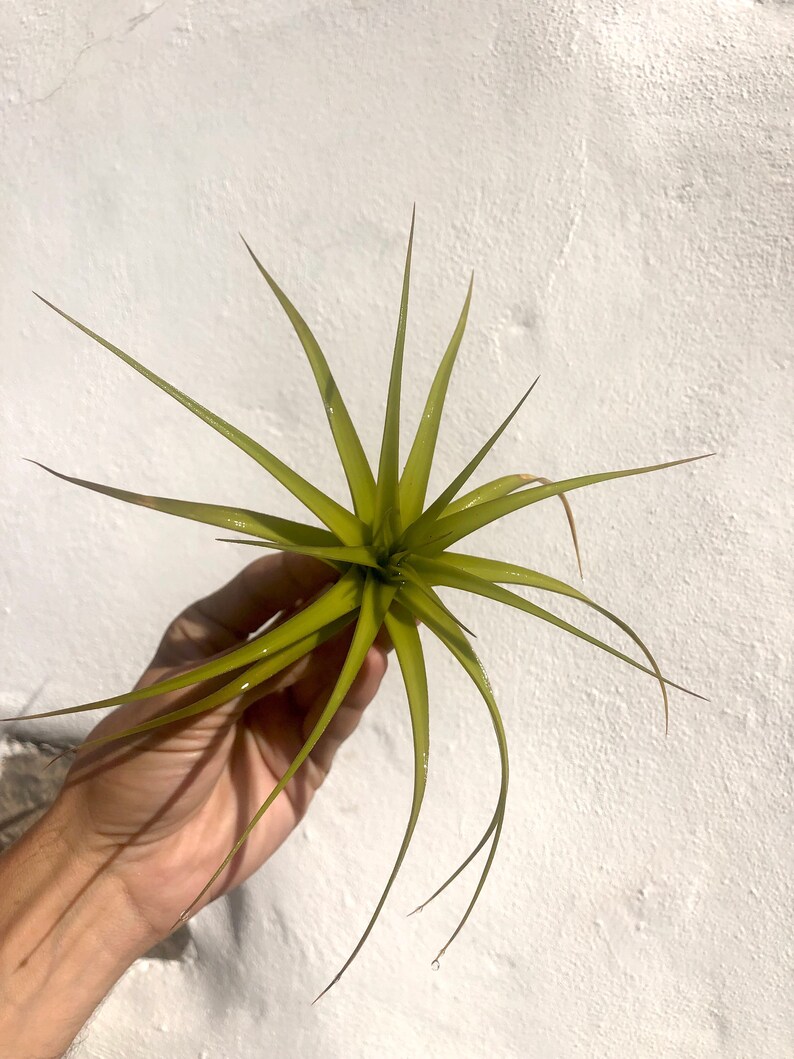 Air Plant Tillandsia Aeranthos x Bergeri. small image 3