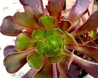 Very Rare Aeonium black zwartkop / Black Rose