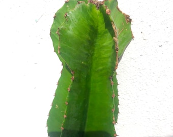 Euphorbia Lactea Variegata Drachenknochen Leuchter Kaktus Ausschnitt - Etsy  sterreich