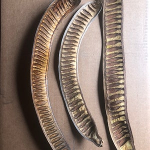 May include: Three open seed pods with a curved shape, displaying rows of seeds. The pods have a light brown exterior and a darker brown interior with visible seeds. The pods are arranged on a brown surface.