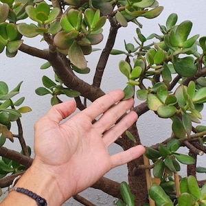 Jade Plant / Money Plant / Lucky Plant - Crassula ovata cuttings various sizes